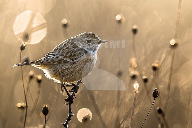Wintering female European Stonechat (Saxicola rubicola) in Italy. Perched in low vegetation, photographed with backlight. stock-image by Agami/Daniele Occhiato,