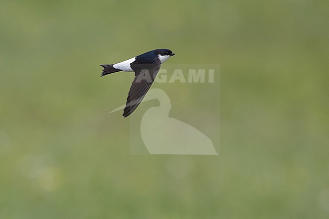 A Northern House Martin, Delichon urbicum lagopodum in flight from side stock-image by Agami/Mathias Putze,