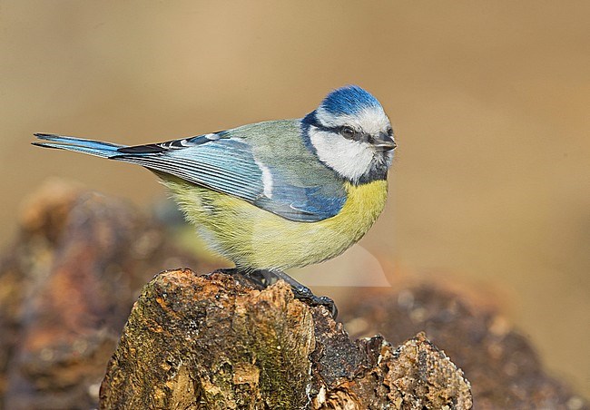 Pimpelmees, Blue Tit stock-image by Agami/Alain Ghignone,