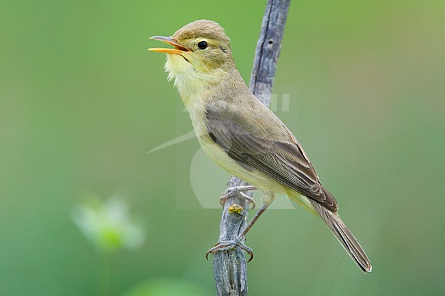 Orpheusspotvogel op takje; Melodious Warbler on twig stock-image by Agami/Daniele Occhiato,