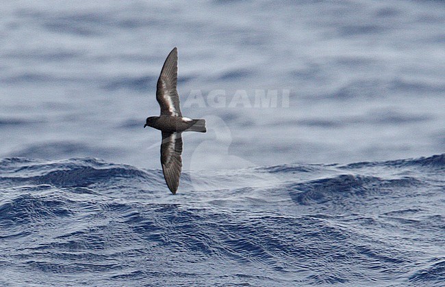 Stormvogeltje in vlucht, European Storm-Petrel in flight stock-image by Agami/Mike Danzenbaker,