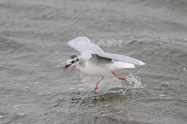 Volwassen Dwergmeeuw in winterkleed; Adult winter Little Gull stock-image by Agami/Chris van Rijswijk,