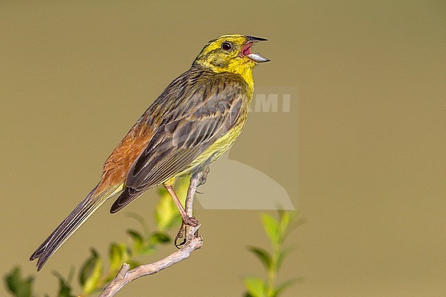 Volwassen Geelgors; Adult Yellowhammer stock-image by Agami/Daniele Occhiato,