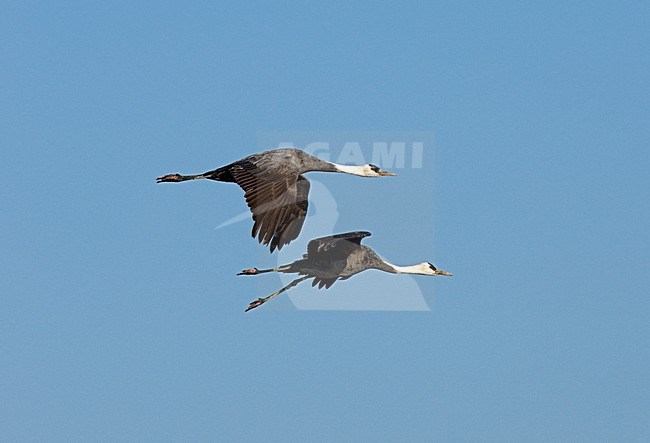 Hooded Crane flying; Monnikskraanvogel vliegend stock-image by Agami/Roy de Haas,