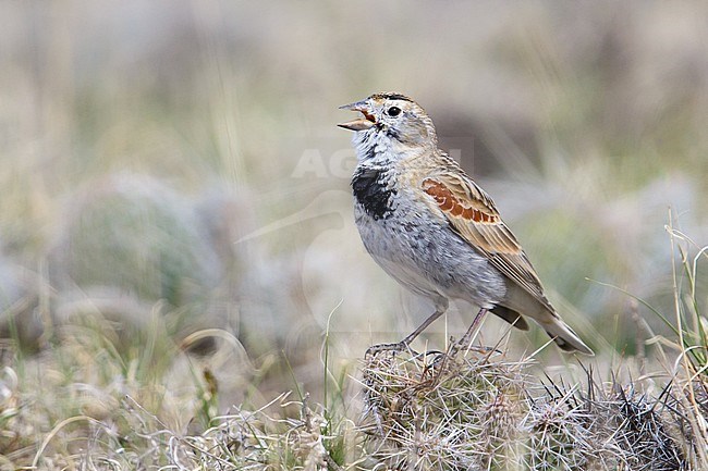 Adult male breeding
Weld Co., CO
April 2014 stock-image by Agami/Brian E Small,