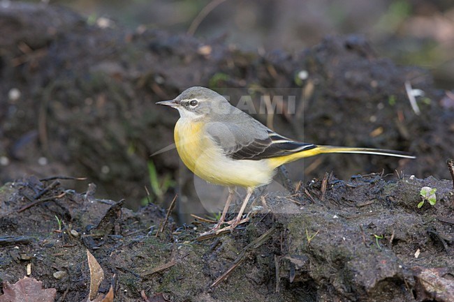 Grote Gele Kwikstaart zittend Grey Wagtail perched stock-image by Agami/Ran Schols,