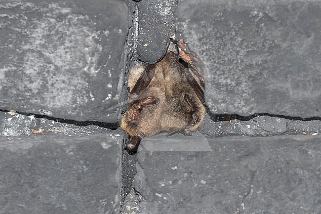 Daubenton's and Whiskered bats (Myotis daubentonii & Myotis mystacinus) hibernate beside in a crevice of a tunnel in Viroinval, Namur, Belgium. stock-image by Agami/Vincent Legrand,