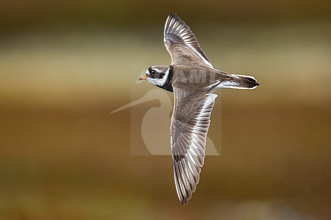 Common Ringed Plover (Charadrius hiaticula) in Norway. stock-image by Agami/Daniele Occhiato,