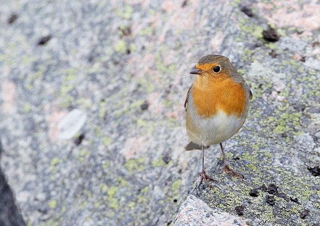 Roodborst zittend op een steen; European Robin perched on a rock stock-image by Agami/Markus Varesvuo,