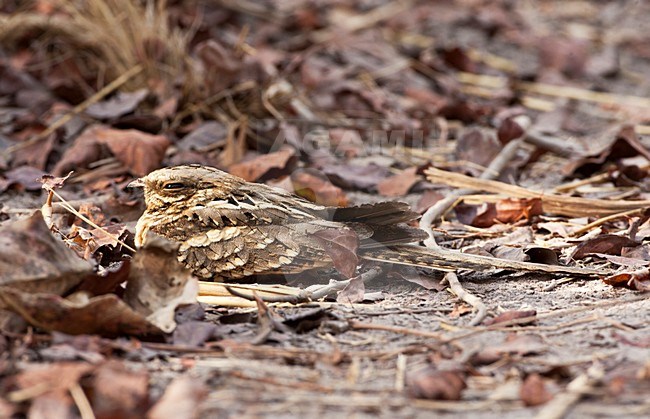 Langstaartnachtzwaluw roestend op de grond in Brufut Reserve; Long-tailed Nightjar roosting on the ground in Brufut Reserve stock-image by Agami/Marc Guyt,