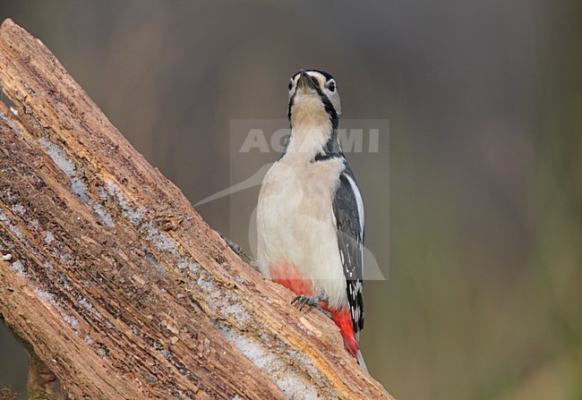 Grote bonte Specht zittend tegen boom; Great Spotted Woodpecker perched against tree stock-image by Agami/Reint Jakob Schut,