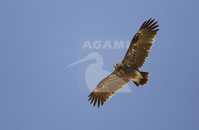 Greater Spotted Eagle (Aquila clanga) Sultanate of Oman November 2004 stock-image by Agami/Markus Varesvuo,