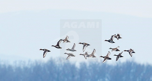 Redhead, Amerikaanse Tafeleend, Aythya americana, France, adult male stock-image by Agami/Ralph Martin,