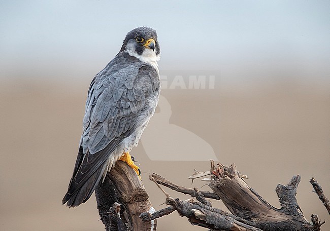 Peregrine Falcon (Falco peregrinus) wintering along the shore in the Ebro delta in Spain. Possibly of the subspecies calidus. Perched, seen on the back. stock-image by Agami/Rafael Armada,