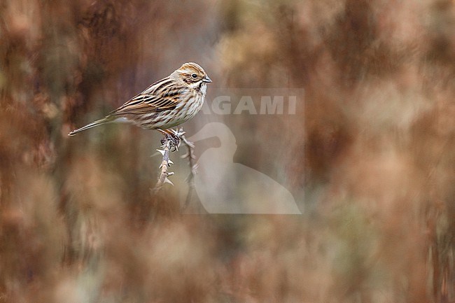 Common Reed Bunting (Emberiza schoeniclus) in Italy. stock-image by Agami/Daniele Occhiato,