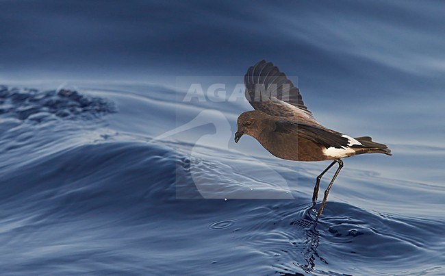 Wilsons stormvogeltje in vlucht, Wilson's Storm Petrel in flight stock-image by Agami/Markus Varesvuo,