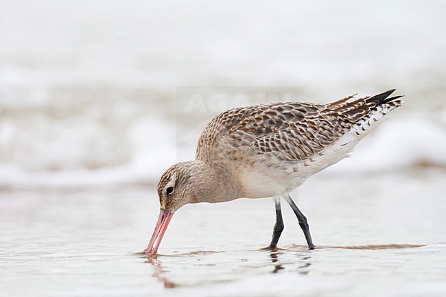 Eerste winter Rosse Grutto foeragerend op het strand; First winter Bar-tailed Godwit foraging on the beach stock-image by Agami/Arnold Meijer,