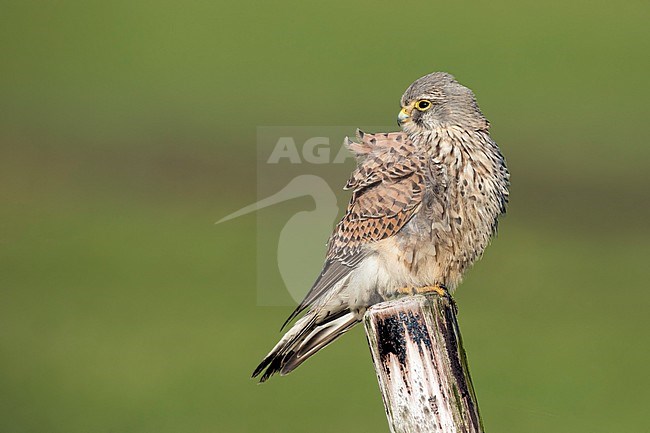 Torenvalk; Common Kestrel; stock-image by Agami/Walter Soestbergen,