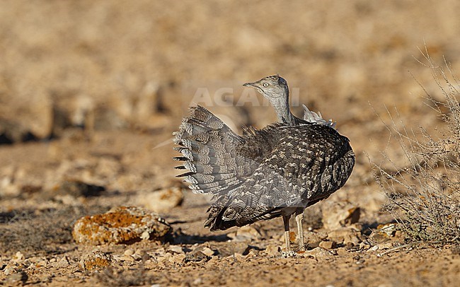 Houbara Bustard (Chlamydotis undulata fuertaventurae) at Tindaya Plains, Fuerteventura, Canary Islands stock-image by Agami/Helge Sorensen,