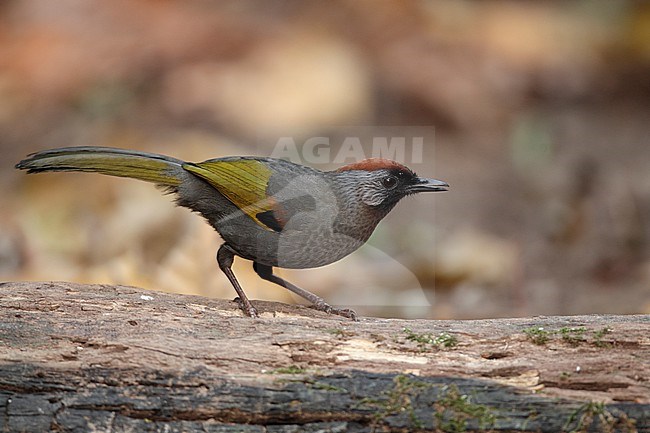 Silver-eared Laughingthrush (Trochalopteron melanostigma) at Doi Lang, Thailand stock-image by Agami/Helge Sorensen,