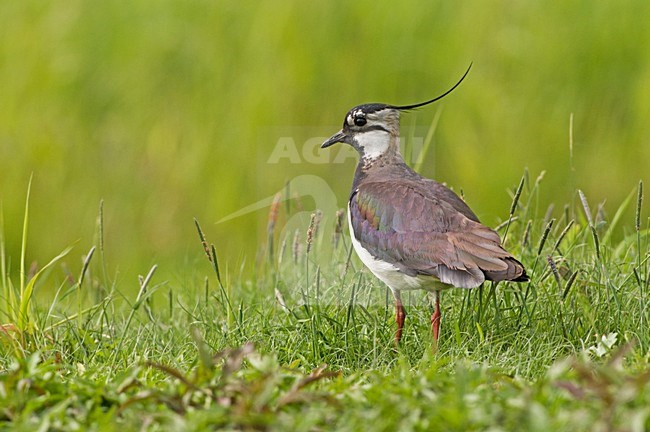 Kievit, Northern Lapwing, Vanellus vanellus stock-image by Agami/Hans Germeraad,