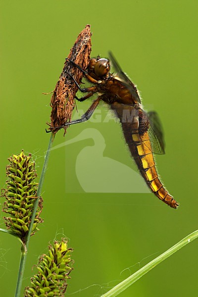 Vrouwtje Platbuik, Female Libellula depressa stock-image by Agami/Wil Leurs,