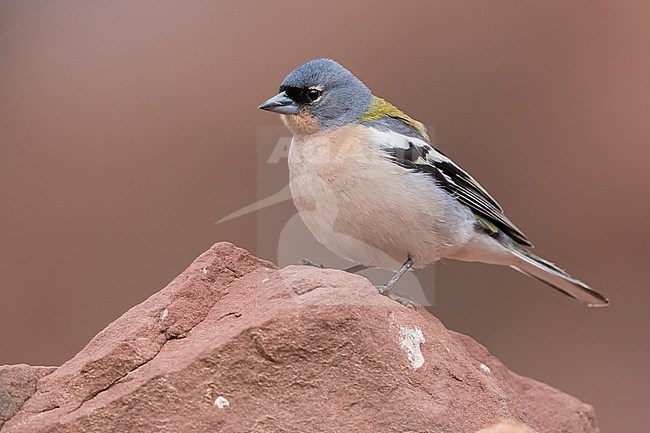 Common Chaffinch (Fringilla coelebs africana), adult male standing on a stone in Morocco stock-image by Agami/Saverio Gatto,