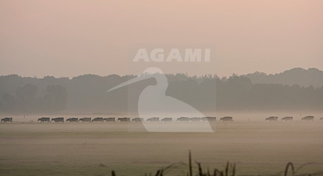 Melkvee in ochtend nevel Nederland, Dairy cattle at early morning mist Netherlands stock-image by Agami/Wil Leurs,