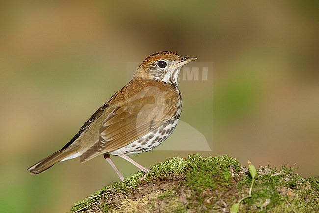 Adult Wood Thrush (Hylocichla mustelina) during spring migration at Galveston County, Texas, USA. stock-image by Agami/Brian E Small,