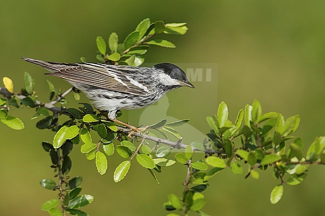 Adult male breeding
Galveston Co., TX
April 2014 stock-image by Agami/Brian E Small,