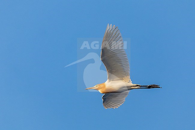 Adult Eastern Cattle Egret (Bubulcus coromandus) in breeding plumage migrating over the pacific ocean, heading towards Japan. stock-image by Agami/Marc Guyt,