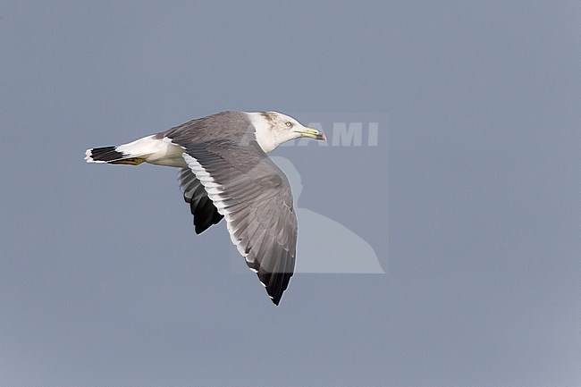 Volwassen Japanse Meeuw; Adult Black-tailed Gull stock-image by Agami/Daniele Occhiato,