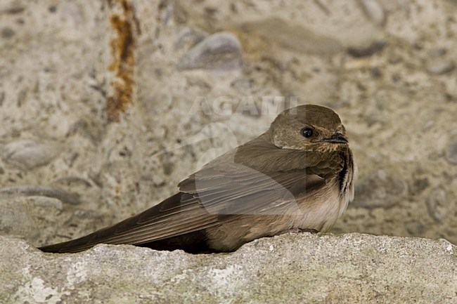 Rotszwaluw rustend op richel; Eurasian Crag Martin perched on ledge stock-image by Agami/Daniele Occhiato,