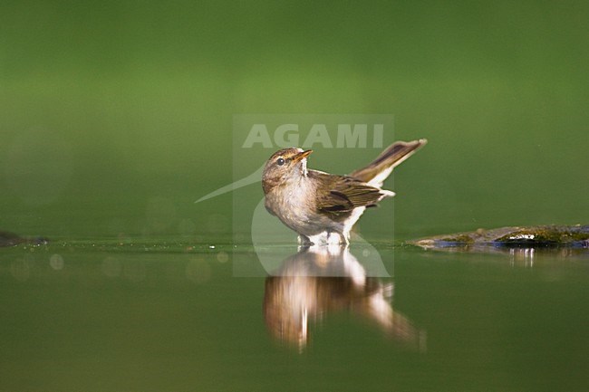 Drinkende Tjiftjaf; Drinking Common Chiffchaff stock-image by Agami/Marc Guyt,