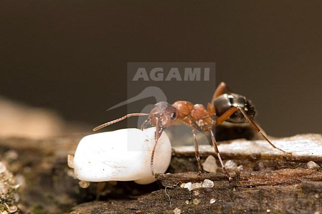 Kale rode bosmier, Forest Ant stock-image by Agami/Han Bouwmeester,