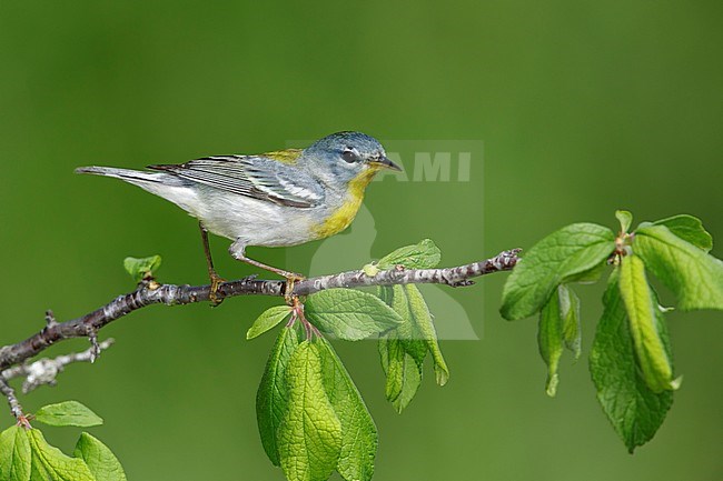 Adult female
Galveston Co., TX
April 2017 stock-image by Agami/Brian E Small,