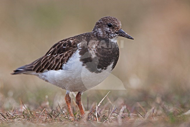 Steenloper; Ruddy Turnstone stock-image by Agami/Rob Olivier,