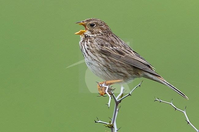 Corn Bunting (Miliaria calandra) singing from a branch stock-image by Agami/Daniele Occhiato,