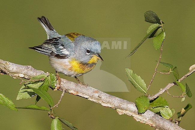 Mannetje Brilparulazanger, Male Northern Parula stock-image by Agami/Brian E Small,