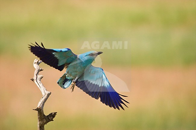 Scharrelaar vliegt weg van tak; European Roller flying from perch stock-image by Agami/Marc Guyt,