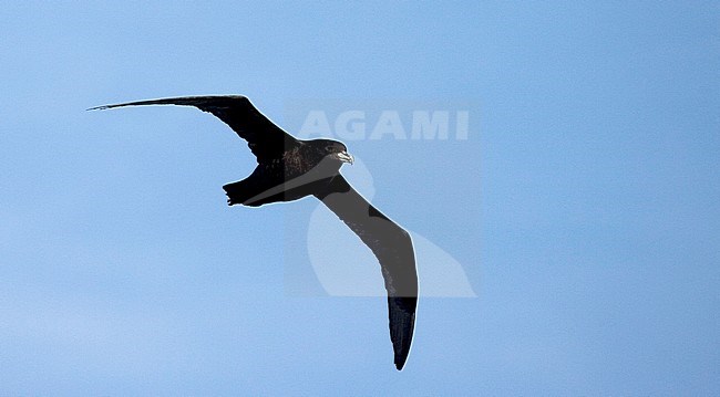 White-chinned Petrel (Procellaria aequinoctial) flying above the southern Atlantic Ocean off South Georgia stock-image by Agami/Marc Guyt,