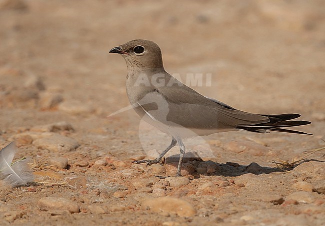 Small Pratincole (Glareola lactea) at Salalah, Oman in november stock-image by Agami/Eduard Sangster,