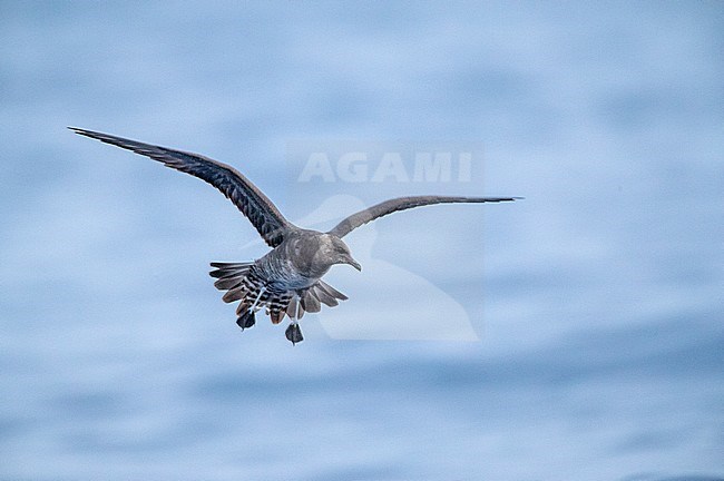 First-winter Long-tailed Skua (Stercorarius longicaudus), flying off Madeira above the Atlantic ocean. stock-image by Agami/Marc Guyt,