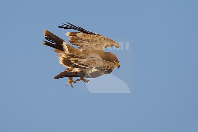 Onvolwassen Steppearend in de vlucht; Immature Steppe Eagle in flight stock-image by Agami/Daniele Occhiato,