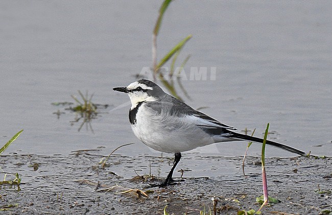 Wintering Black-backed Wagtail (Motacilla lugens) in Japan. stock-image by Agami/Laurens Steijn,