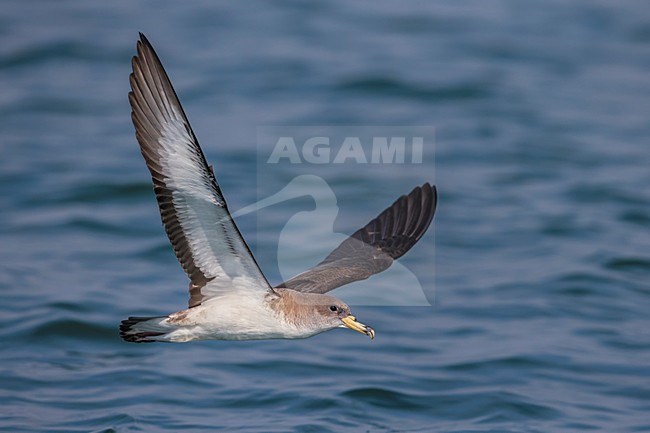 Vliegende Scopoli's Pijlstormvogel; Scopoli's Shearwater in flight stock-image by Agami/Daniele Occhiato,