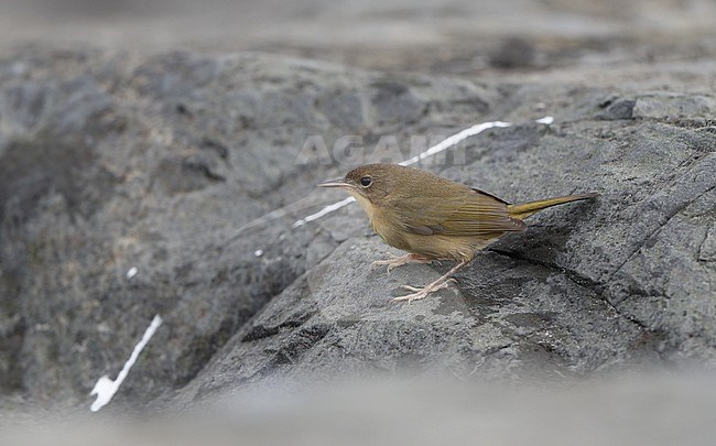Female type Common Yellowthroat (Geothlypis trichas) during autumn migration at Stone Harbor, New Jersey in USA. Perched on a coastal rock. stock-image by Agami/Helge Sorensen,