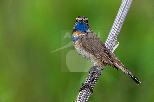 Red-spotted Bluethroat, Roodgesterde Blauwborst stock-image by Agami/Daniele Occhiato,