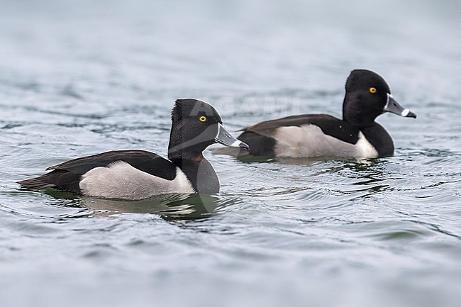 Ringsnaveleend; Ring-necked Duck, Aythya collaris stock-image by Agami/Daniele Occhiato,