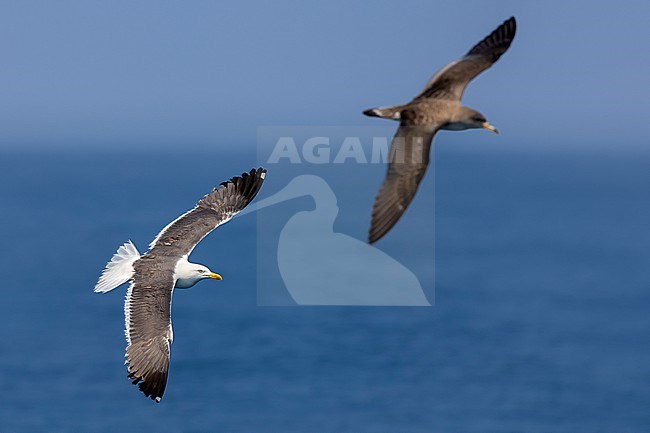 Lesser Black-backed Gull (Larus fuscus intermedius) in Italy. With Scopoli's Shearwater in the background. stock-image by Agami/Daniele Occhiato,